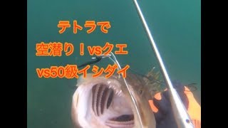 テトラの近くは高級魚だらけ