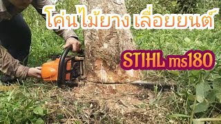 โค่นไม้ยาง เลื่อยยนต์ STIHL ms180 กิ่งค้างตกเกือบโดนกล้องไป