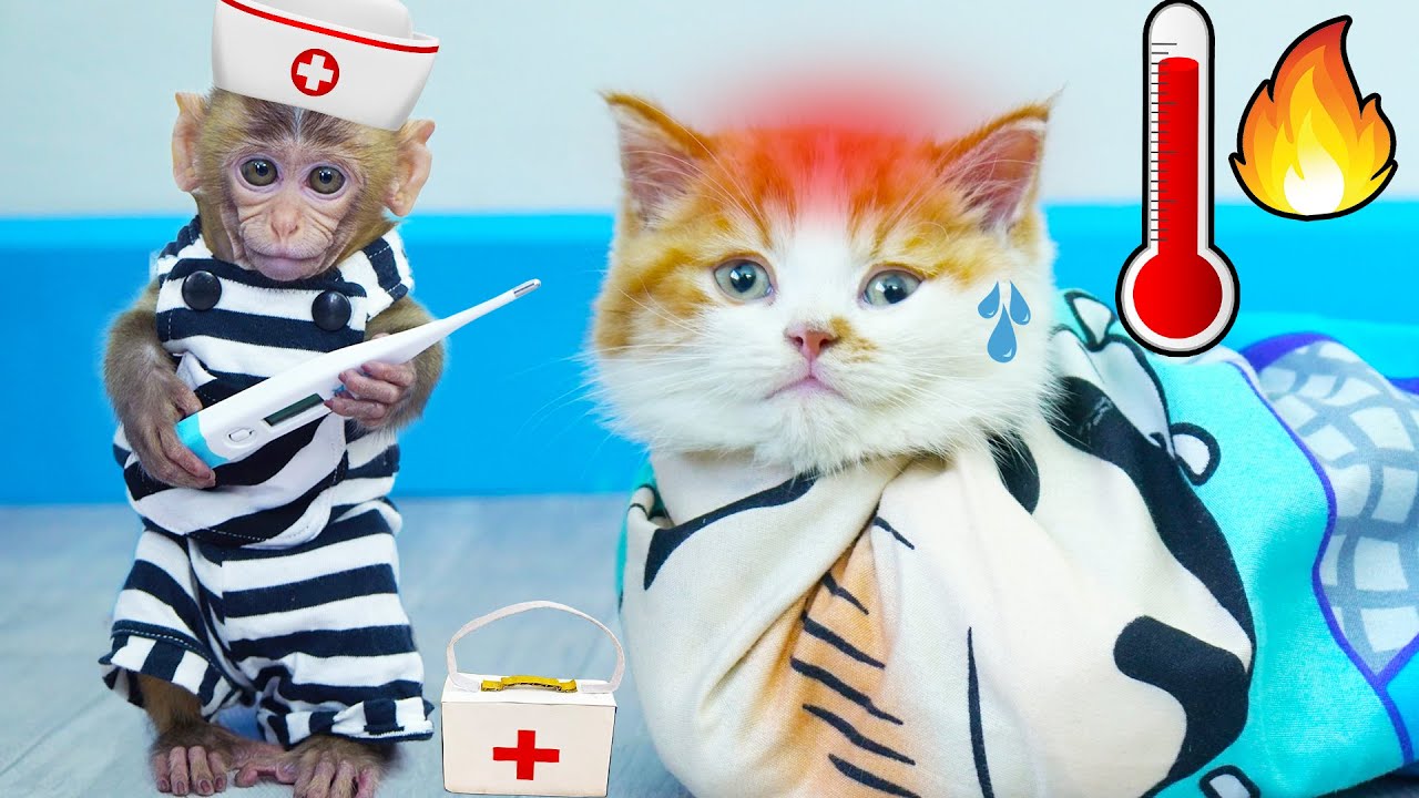 Bibo Takes Care Of Sick Cheese Cat - Funny Monkey Video - YouTube