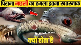 Piranha मछली कैसे करती है इंसानों का शिकार सच्चाई जानकर हैरान हो जाएंगे आप 😮