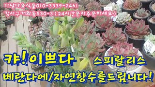 캬!/이쁘다/스피랄리스/레드다이아몬드펄/환엽브랙밍크  다남다육식물010-3339-2461