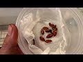 how to grow chinese jujube from seeds fast. sprout germinate jujube from seeds. chinese dates.