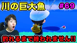 【あつまれどうぶつの森】川の巨大魚ピラルク釣れるまで終われません！！#69