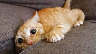 Funniest Animals 😄 New Funny Cats and Dogs Videos 😹🐶 - Part 20