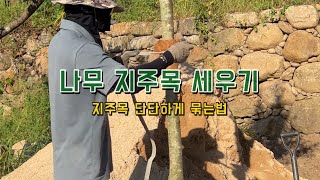 나무 지주목 단단하게 매듭 묶는방법! 지주목 세우기