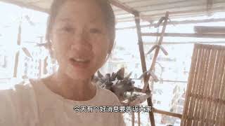 鸽棚来了一只天落精品鸽子，这应该是目前数一数二的好鸽子了