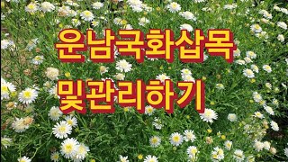 #운남소국삽목하는법과 관리하기 #운남국화 #여름에녹지않는식물 #삽목하기쉬워요