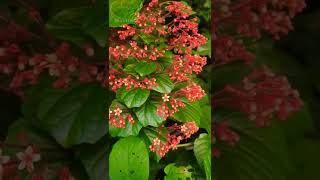 Clerodendrum paniculatum ഹനുമാൻ കിരീടം | പഗോഡ | കൃഷ്ണ കിരീടം  (Lamiaceae) #shorts #flowers