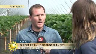 Så blir årets jordgubbssäsong! - Nyhetsmorgon (TV4)