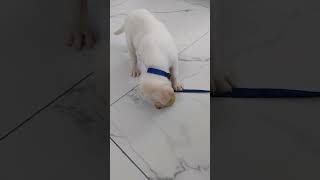 எப்படி ரசிச்சு சாத்துக்கொடிய சாப்பிடுவது செல்லக்குட்டி Max || Puppy atrocities || Viral video ||