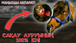 САҚАУМЕН АУЫРҒАН ЖЫЛҚЫҒА НЕ ICTEЙМIЗ❓🤔🐎 - Жылқы Жайлы