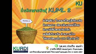 ถั่วเขียวสายพันธุ์ KUML8