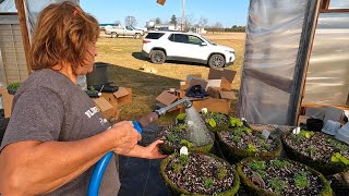 How We Fertilize Our Plants