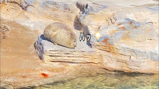 【３分間耐久アザラシ】　鴨川シーワールド　アザラシ　シャチ　seals ASMR