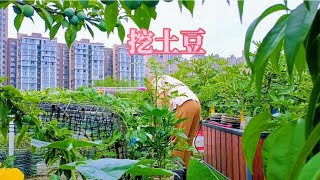 楼顶菜园各种蔬菜大丰收，想出去摆摊卖菜，根本吃不完啊