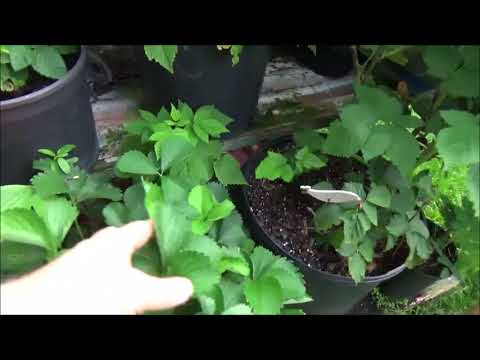 Garden update with berries and babies and compost results. Garden update with berries and babies and compost results.