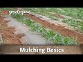 How To and How Not to Use Mulch In Your Garden