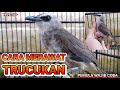 Cara Merawat Burung Trucukan Bahan Agar Cepat Berkicau 🐦