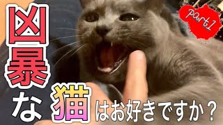 凶暴な猫を可愛がるだけの動画:part1【ロシアンブルー凶暴化】