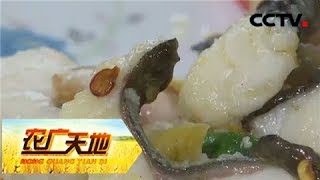 《农广天地》 20180304 傣家好味鱼鸡鲜 | CCTV农业