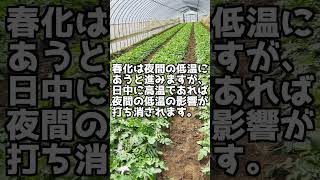 【1分で分かる大根のトウ立ち対策】何が原因でトウ立ちするの！？どう対策するのが効果的かお伝えします。