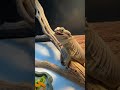 REPTILE COMMUNICATES with HUMAN #Shorts
