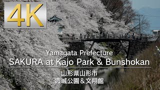 4K Yamagata Prefecture SAKURA at Kajo Park \u0026 Bunshokan 山形県山形市霞城公園＆文翔館