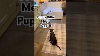 Staffy Puppy Billie meets Eva’s litter of 4 day old puppies #puppylife #puppyloveforever #cutepuppy