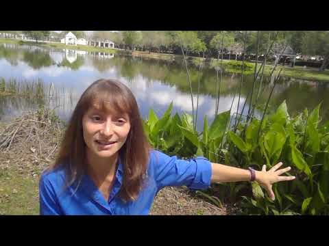 What animals live in the littoral zone?