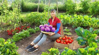 Harvest Cucumber & Vegetables On The Farm  Goes To Market Sell | Phuong Daily Harvesting