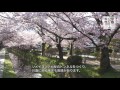 哲学の道 桜咲く散策路 philosopher s path 京都いいとこ動画