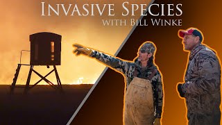 Good DEER HABITAT with BILL WINKE - Why is Bush Honeysuckle and Other INVASIVE SPECIES BAD?