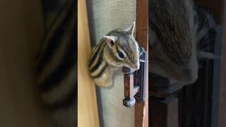 シマリスが物音に驚いたら…If a chipmunk is startled by a noise... #squirrel #chipmunk #shorts #animals