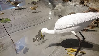 鳥動画 漫湖・水鳥湿地センターで鳥を眺める Panasonic HC-W870M