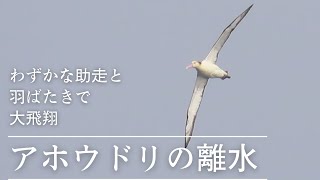 【野鳥観察】わずかな助走と羽ばたきで、美しい飛翔を始めるアホウドリ