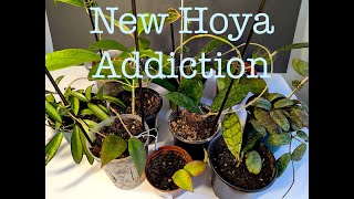 My Hoya Collection Journey | New Addictions and First Impressions!