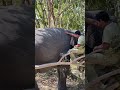 Elephant IPlock and Her  Favorite Person - Rescued Elephants