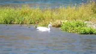 Albino Canada Goose