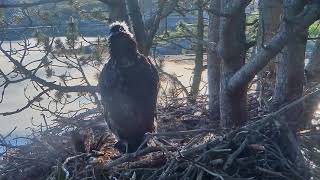 Smola WTE Nest- little eagle swallows a big fish tail - June 6th 2018