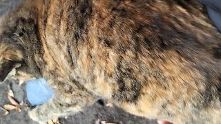 1115☁カフェオレちゃんと👴、森のベンチdeイチャイチャ❤劇場②ひざ抱っこ編[後]😸😁🐾