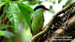 Common Green Magpie