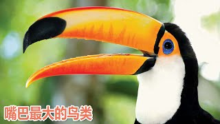 Largest bird: Toucan