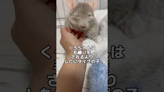 毛繕いされるよりもしたいタイプのチンチラ