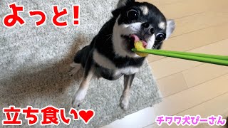 A cute dog standing up on two legs while balancing on two front legs | Chihuahua Pino-san