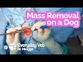 Dog Skin Mass Removal  | A first person point of view of the surgical procedure