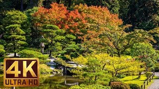 Seattle Japanese Garden in 4K UHD | Birds Signing \u0026 Nature Sound for Relaxation - Part#2