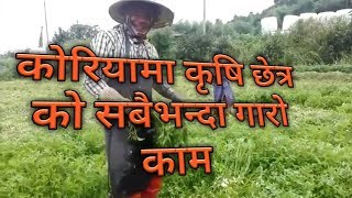 agriculture work in korea | कोरियामा कृषि छेत्र को सबै भन्दा गारो काम | eps workers | eps sathi