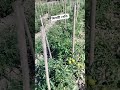 বিলাহী খেতিৰ বিষয়ে জানো আহক tomatoes farming in assam shorts