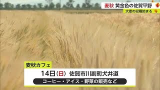 佐賀平野が黄金色に染まる ムギが収穫期の麦秋迎える【佐賀県】 (23/05/12 18:40)