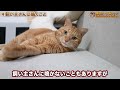 猫がアナタを母猫だと思っている時にする行動8選